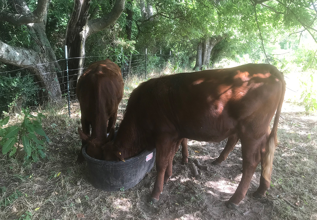 Cattle feeding in the green Premium Texas Beef pasture.