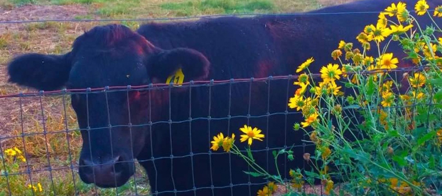 Premium Texas Beef Black Angus behind yellow flowers.